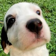 English Setter Puppies from English Setters of the Eyrie