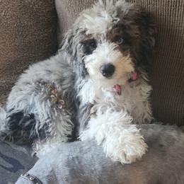 Bernedoodle Puppies from Over the Moon Poodles and Doodles