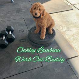 Goldendoodle Puppies from Lu Doodles