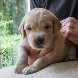 Golden Retriever Puppies from Jacqueline Sigona