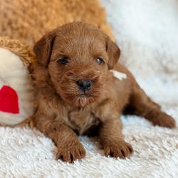 Murphy - Red  male Goldendoodle puppy in Wharton, Texas from Little Fur Friends