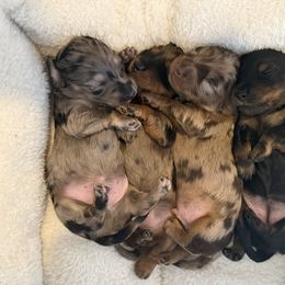 Dachshund puppies from Birkin’ Paws