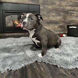 Dracula - American Bully puppy from Bosnian Royal Bullies