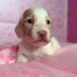 Malibu Ken - Cream male Dachshund puppy in Chandler, Arizona from Vonaducci Doxies, LLC.