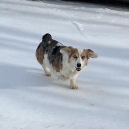 Skye - Blue merle and white female American Corgi puppy in Hope, Arkansas from Foxy Knoll Farm