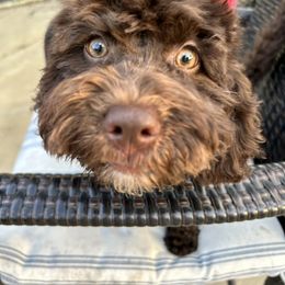 "Brownie-Female" Bernedoodle Puppies from Emma Grace Doodles