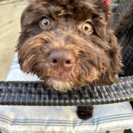 "Brownie-Female" Bernedoodle Puppies from Emma Grace Doodles