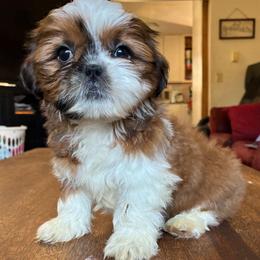 Geegee - Brindle female Shih Tzu puppy in Stroudsburg, Pennsylvania from Puppyville Pa Shih Tzu & frenchies