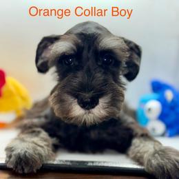 Orange Collar boy - Black and silver male Miniature Schnauzer puppy in Kansas City, Kansas from Daniel Morlan