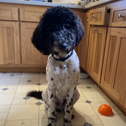 Mickey  - Goldendoodle