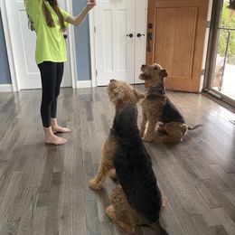 Airedale Terrier All Grown Up from RiverRun Terriers