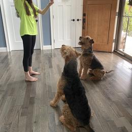 Airedale Terrier All Grown Up from RiverRun Terriers