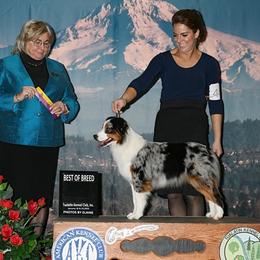 Deja - Miniature American Shepherd