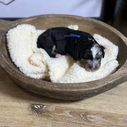 Teddy - Merle male Bernedoodle puppy in Bellevue, Iowa from Blended Acres & Kennels