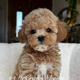 SpongeBob - Apricot male Maltipoo puppy in Hesperia, California from McCraws N Paws
