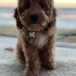 Goldendoodle Puppies from Salty River Doodles