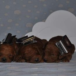 Poodle Puppies from Noblelee Kennel