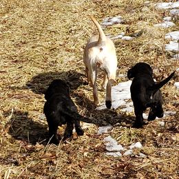 Labrador Retrievers from Reeds Sunset Acres