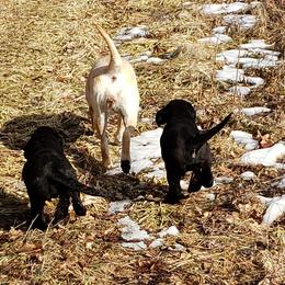 Labrador Retrievers from Reeds Sunset Acres