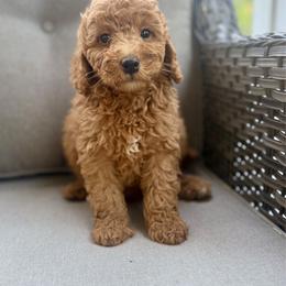 Stanley - Brown male Cavapoo puppy in Goldsboro, North Carolina from The Grantham House