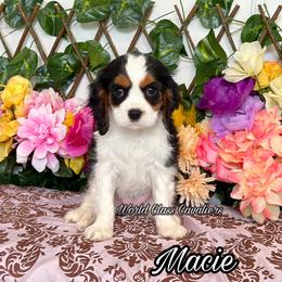 Macie - Tri-color female Cavalier King Charles Spaniel puppy in Hollywood, Florida from World Class Cavaliers