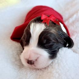 Purple Collar - Liver and white female English Springer Spaniel puppy in Tea, South Dakota from Mindy Haliburton