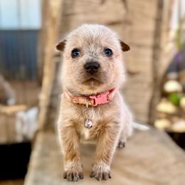 Ms Pretty (AKC) - Red mottled female Australian Cattle Dog puppy in Sahuarita, Arizona from A2 Australian Cattle Dogs