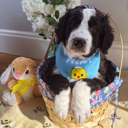 Bernedoodle Puppies from East Coast Bernedoodles