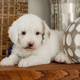 Blaze (blue collar) - Parti male Goldendoodle puppy in Apopka, Florida from The Classic Doodle