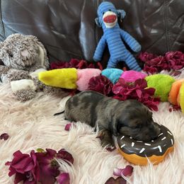 Dachshund Puppies from Gulfishan Kennels