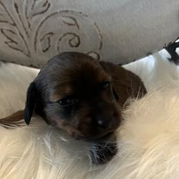Portia - Chocolate and tan female Dachshund puppy in Scottsdale, Arizona from AZ DESERT DACHSHUNDS