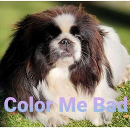 Pekingese puppies from Color Me Bad Pekingese