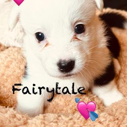 Fairytale - Black and white female Cardigan Welsh Corgi puppy in Middleburg, Florida from Stornoway Cardigan Welsh Corgis