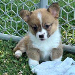 Miss kitty - Red female Pembroke Welsh Corgi puppy in Blair, Wisconsin from Sandy’s Pet Grooming and Boarding & AKC Corgis