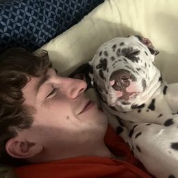 Dalmatians from Kasens Dalmatians