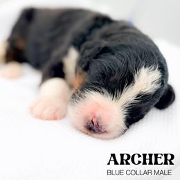 ARCHER - Tri-color male Bernedoodle puppy in Tipton, Indiana from Country Creek Doodles