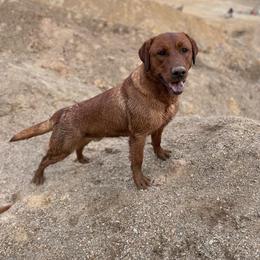 Walker - Labrador Retriever