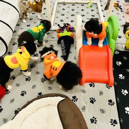 Golden Retriever, Miniature American Shepherd, and Siberian Husky Puppies from HuskiesAndGoldensWithFinesse