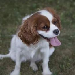 Jasmine - Cavalier King Charles Spaniel