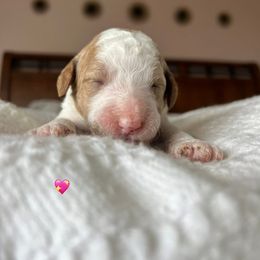 Goldendoodle Puppies from Family Goldendoodles