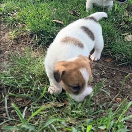 Ramsey - White and tan female Russell Terrier puppy in Valley Mills, Texas from Bar Rafter C Shorty Jacks