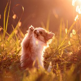 👑DiLusso’s King👑 - Chihuahua puppy in Monroe, North Carolina from DiLusso Chihuahuas