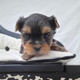 Toby - Blue and gold male Yorkshire Terrier puppy in Monticello, Iowa from Ashley’s Puppies