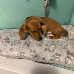 Black boy - Dapple male Dachshund puppy in Live Oak, Florida from The Weenie Herd Mom