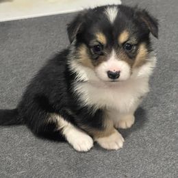 Pembroke Welsh Corgi Puppies from Rainbow Corgi Farms