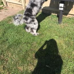 Bernedoodle and Goldendoodle All Grown Up from A.N.A. Doodles