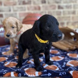 Shadow - Black male Goldendoodle puppy in Ovilla, Texas from Osgood Doodles