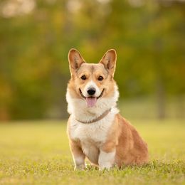 Buck - Pembroke Welsh Corgi