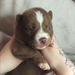 Luna - Red and white female Siberian Husky puppy in Richland, Mississippi from Feazell’s Siberian Huskies