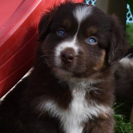 Red Tri Male Three, Copper Highlights, Blue Eyes - Red tri male Miniature Australian Shepherd puppy in Parma, Idaho from Arena Valley Acres